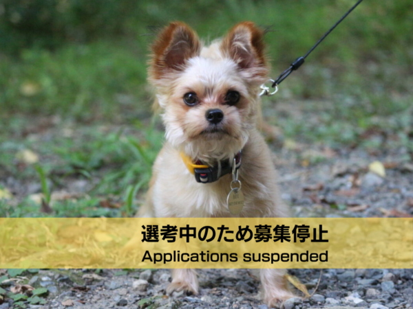 ノベル