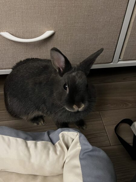 アマリア
